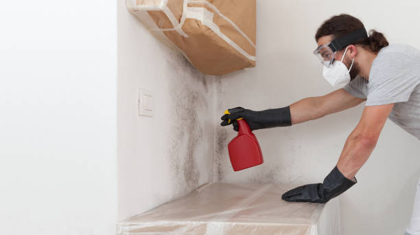 Professional Mold Cleanup technician working in Cecilia, KY